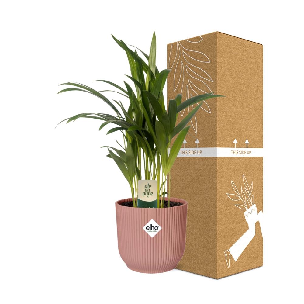 Dypsis Lutescens (Bambuspalme) 12cm in ELHO Vibes Fold 14cm roze