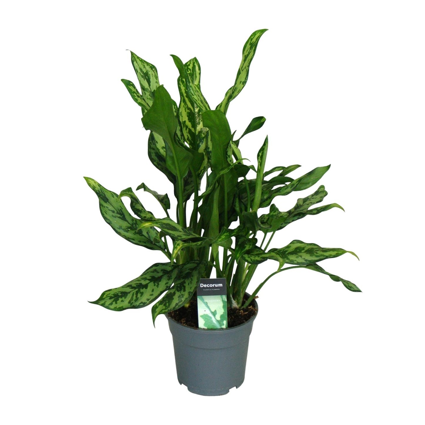 Aglaonema Miss Julliette – Pflegeleichte Zimmerpflanze Ø17cm