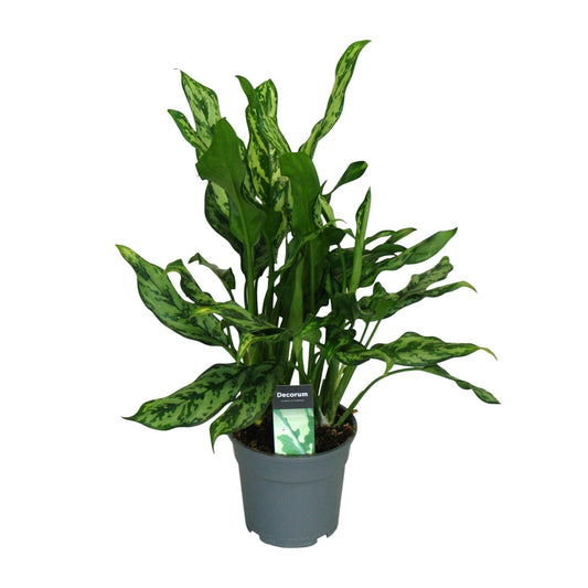 Aglaonema Miss Julliette – Pflegeleichte Zimmerpflanze Ø17cm