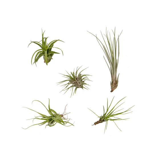 Everspring Tillandsia Air Mix – 5er Set Luftpflanzen Ø6 cm