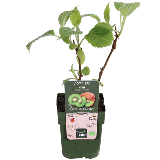 3x - Actinidia delciosioa 'Jenny' - ↨45cm - Ø13