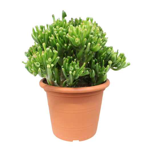 Crassula Hobbit – pflegeleichte Jade-Pflanze Ø23cm