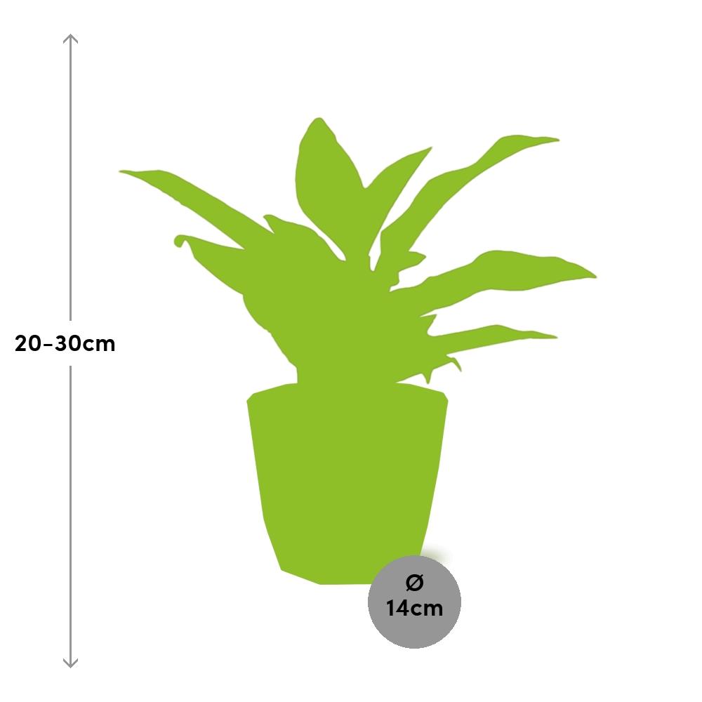 Aglaonema Crete in ELHO b.for rock 14 cm warm grey – Pflegeleichte Zimmerpflanze
