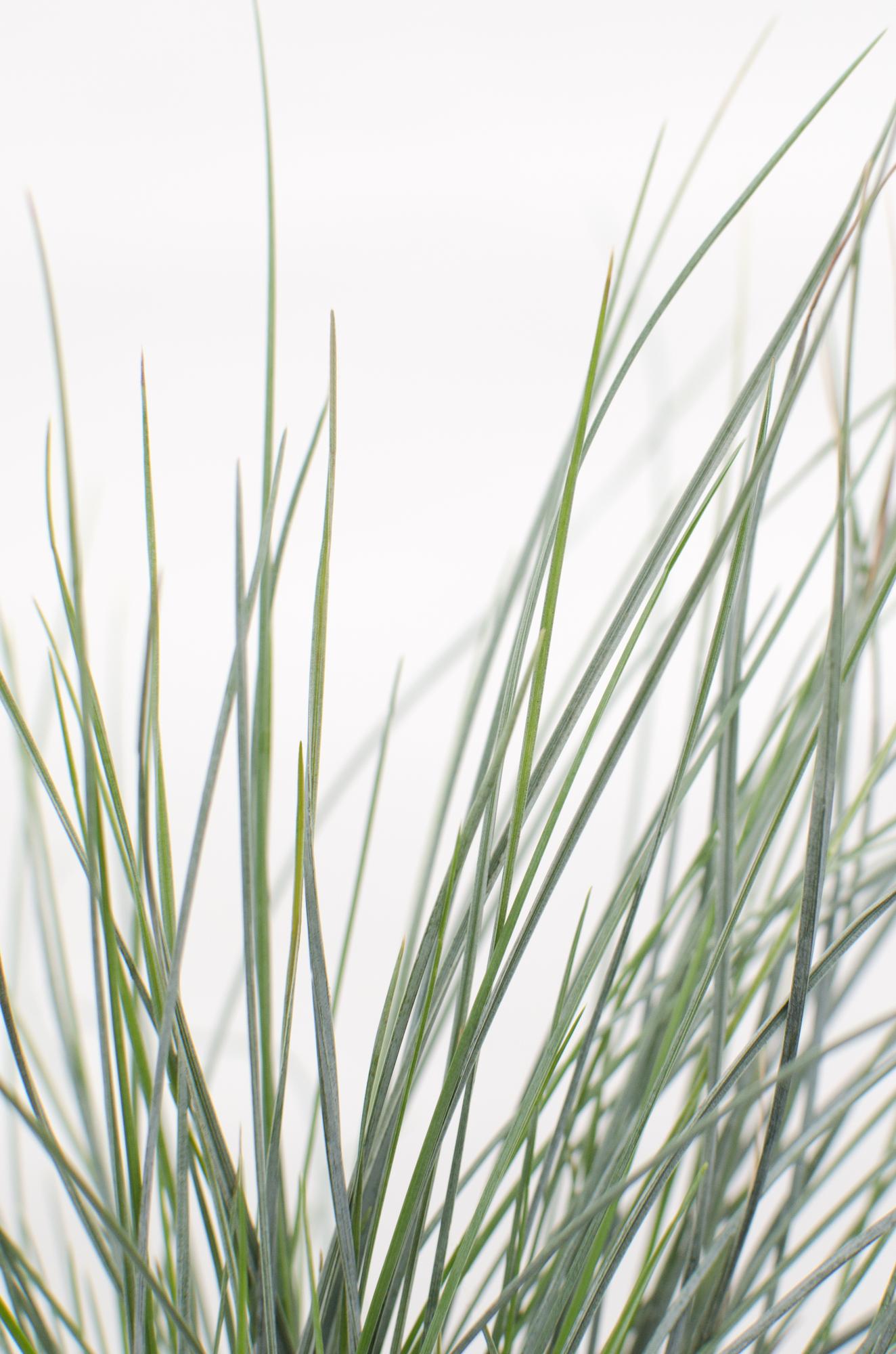 Festuca glauca Azura Blue - Pflegeleichtes Ziergras Ø14cm