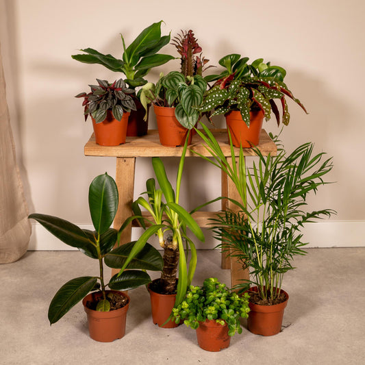 Außenseiterbox – 10 pflegeleichte Pflanzen Ø12cm