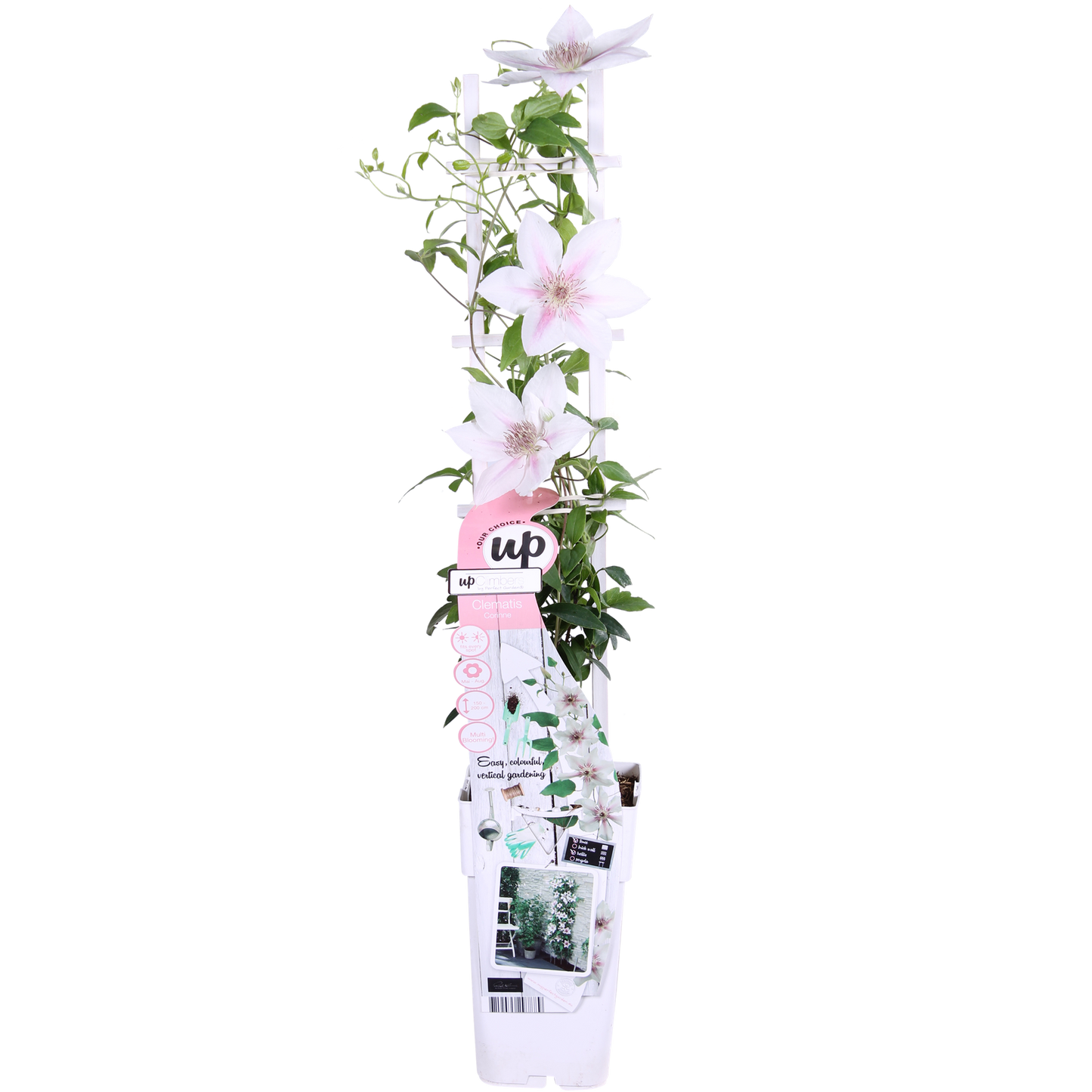 Clematis Corinne – Weiße Blütenpracht Ø15cm, Höhe 65cm