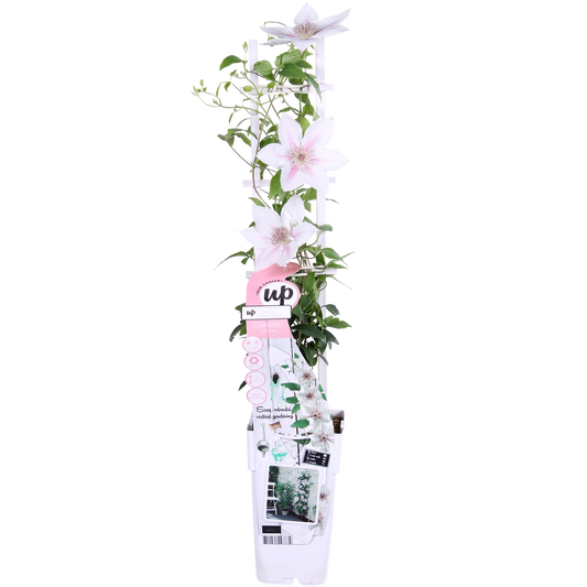 Clematis Corinne – Weiße Blütenpracht Ø15cm, Höhe 65cm