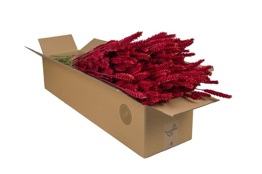 Getrocknete Weizenblumen Tarwe (Triticum) - Rot - 4 Gebüsche - 60cm