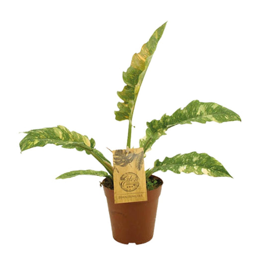 Philodendron Ring Of Fire – pflegeleichte XXL-Zimmerpflanze Ø15cm