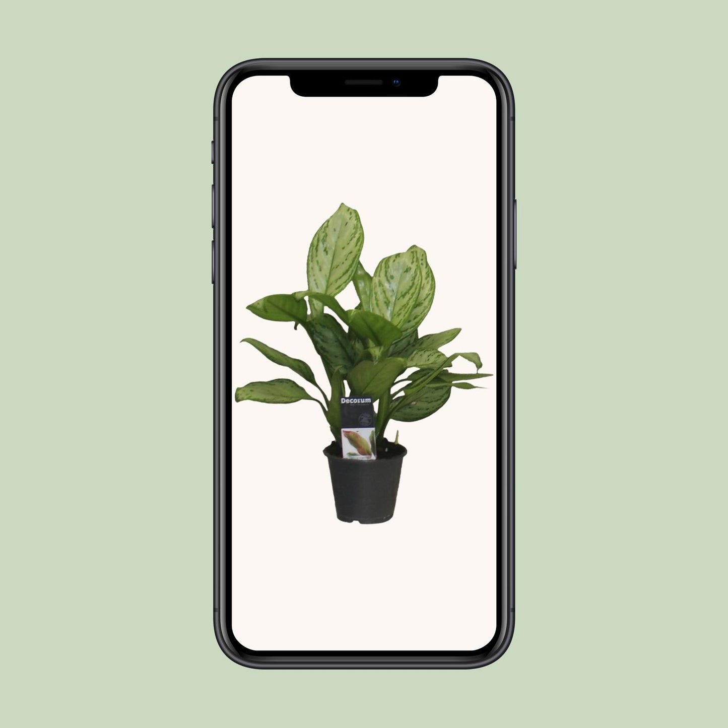 Aglaonema Christina – Pflegeleichte Zimmerpflanze Ø12cm