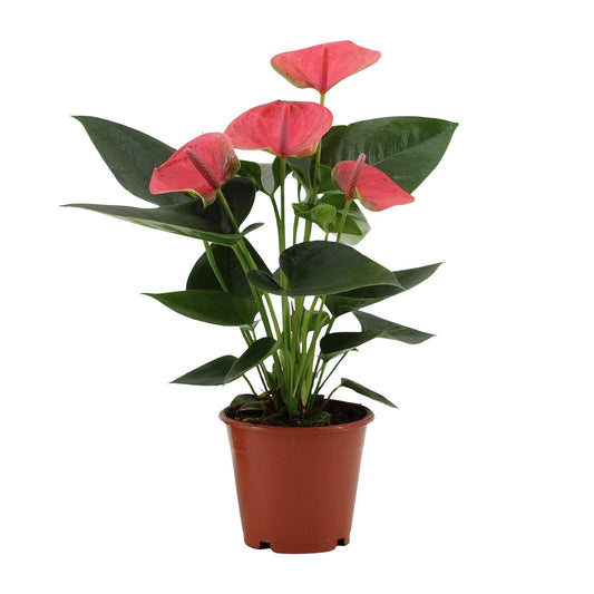 Anthurium Sweet Dream – Pflegeleichte Flamingoblume Ø12cm