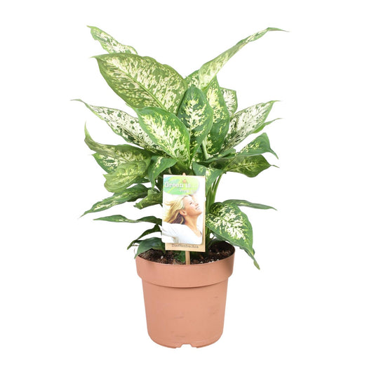 Dieffenbachia Compacta – Pflegeleichte Zimmerpflanze Ø17cm