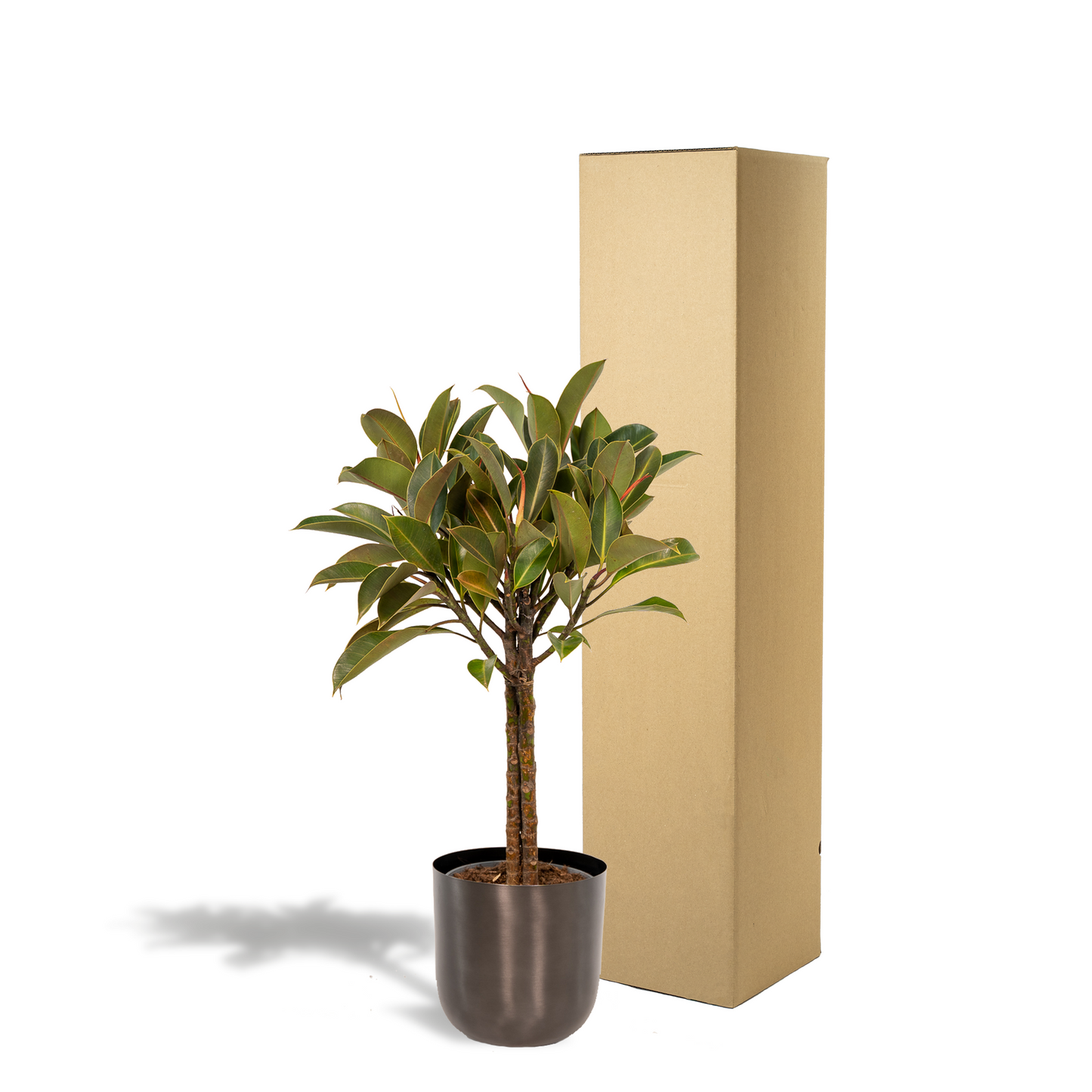 Ficus elastica Melany – Eleganter Gummibaum Ø21cm, 90cm Höhe