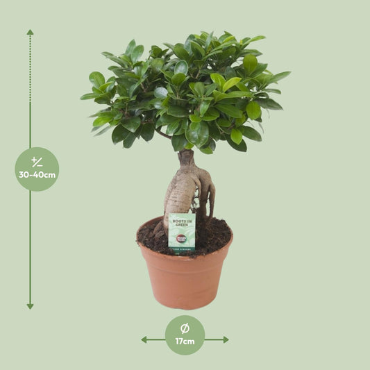 Ficus Ginseng Ø17cm – Pflegeleichte Zimmerpflanze