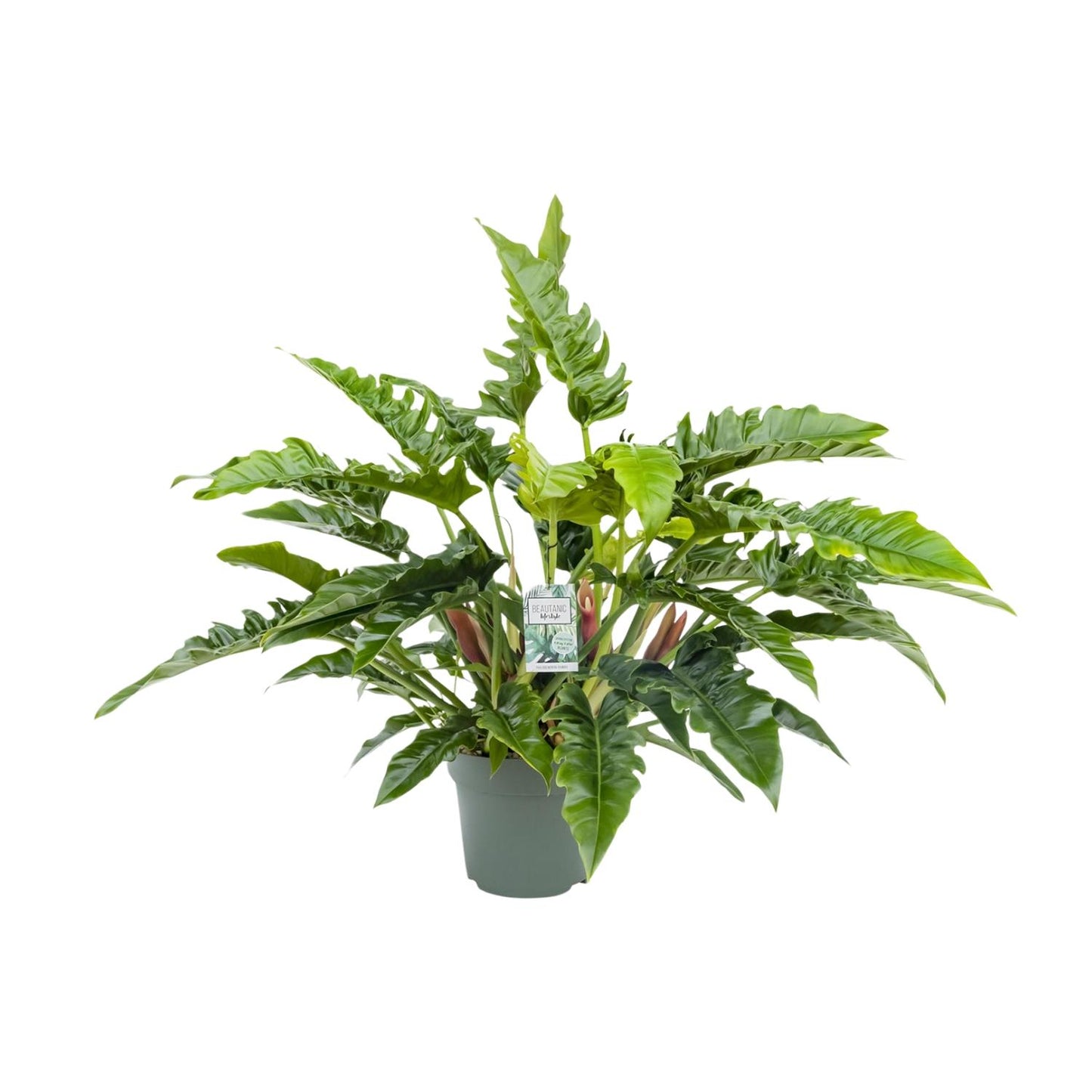 Philodendron Rambo – Ø27cm Topf, 65cm Höhe, pflegeleicht