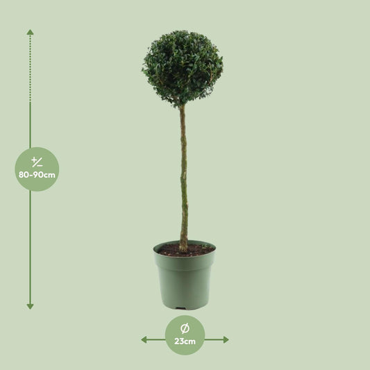 Buxus Semp. Mono-Ball Ø23cm – Eleganter Buchsbaum