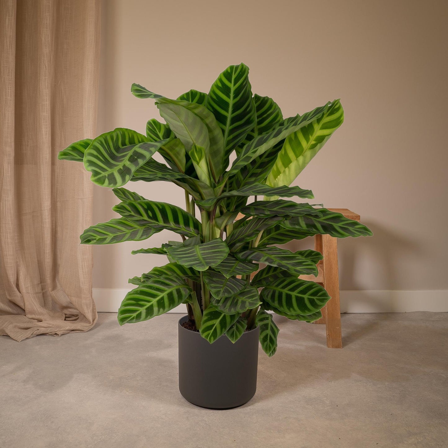 Calathea Zebrina - Pfauenpflanze - Ø19cm - ↕80cm