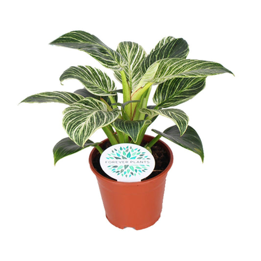 Philodendron Birkin – Elegante, pflegeleichte Zimmerpflanze Ø14cm