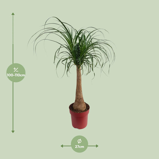 Beaucarnea „Maya Palm“ – Elefantenfuß-Palme Ø27cm, 110cm hoch