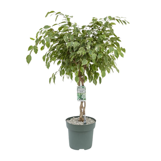 Ficus Safrana / Golden King – Pflegeleichter Zimmerbaum Ø27cm