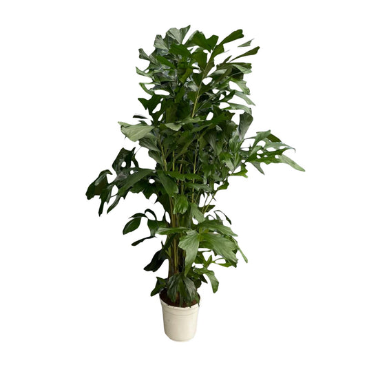 Caryota Mitis Fischschwanzpalme – 180 cm, Ø 27 cm