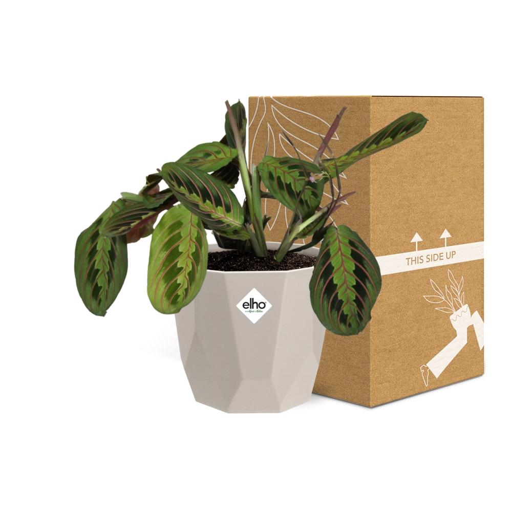 Maranta Leuconeura ‘Fascinator’ Tricolor in ELHO b.for rock 14 cm warm grey