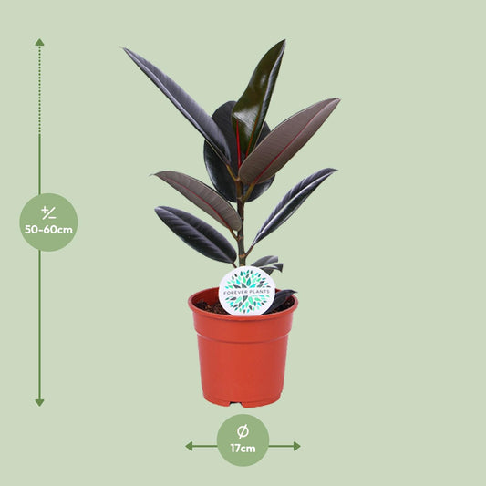 Ficus Elastica Abidjan – Pflegeleichter Gummibaum Ø17cm