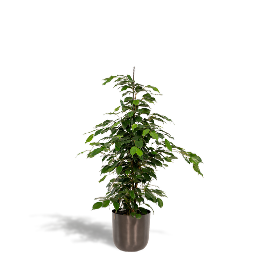 Ficus benjamina Danielle – Pflegeleichter Trauerfeige-XXL mit Topf
