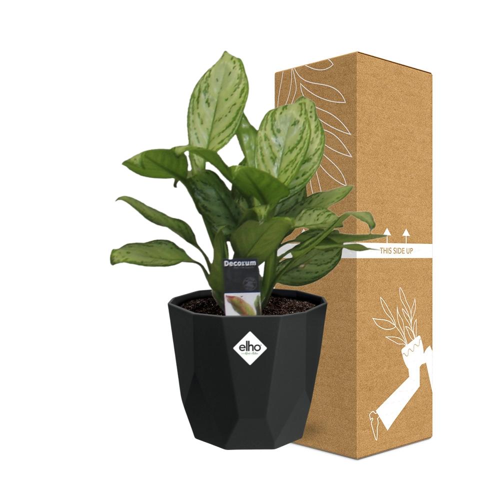 Aglaonema Christina – pflegeleichte Zimmerpflanze 14cm
