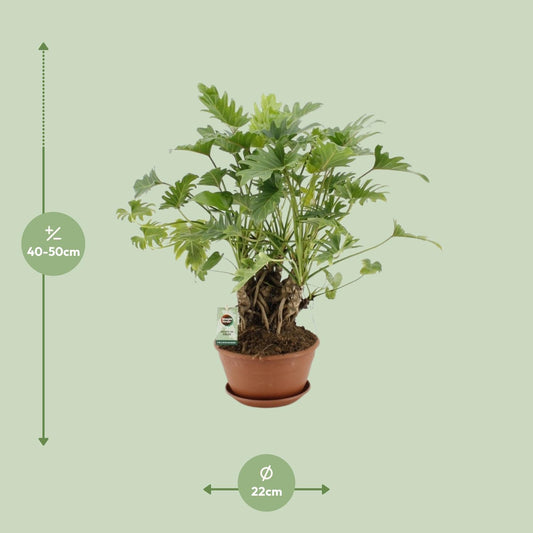 Philodendron Xanadu am Stamm - Ø22cm Topf, ca. 50cm hoch