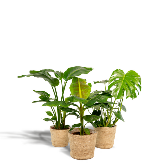 Exklusives Zimmerpflanzen-Set mit Monstera, Alocasia & Strelitzia im Korb