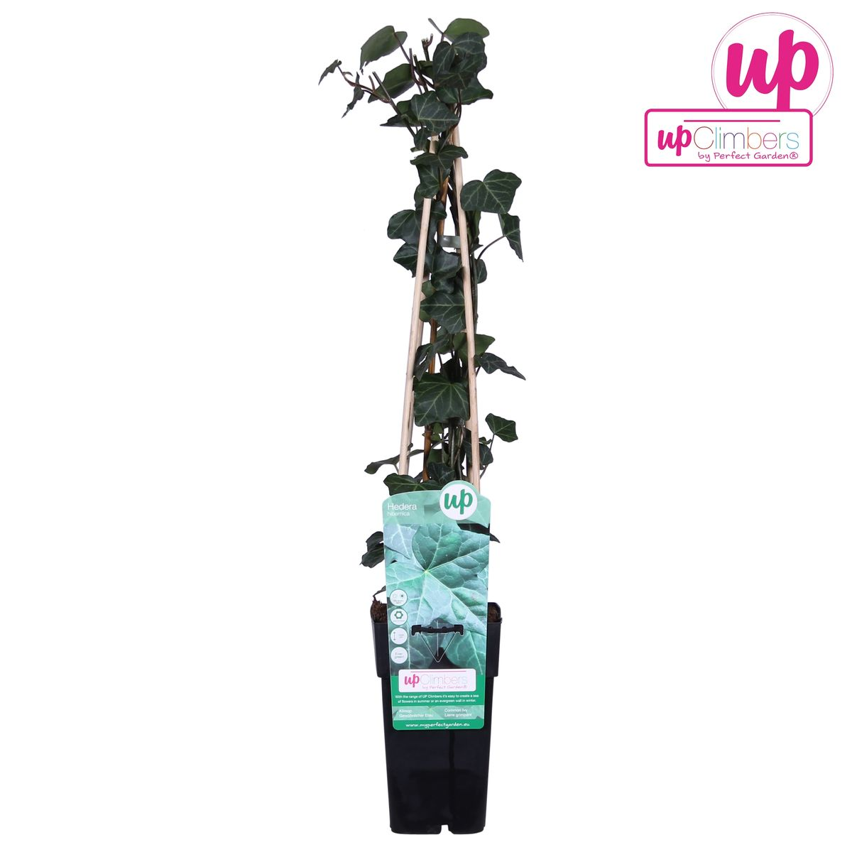 Hedera hibernica – Pflegeleichter, immergrüner Efeu Ø15cm