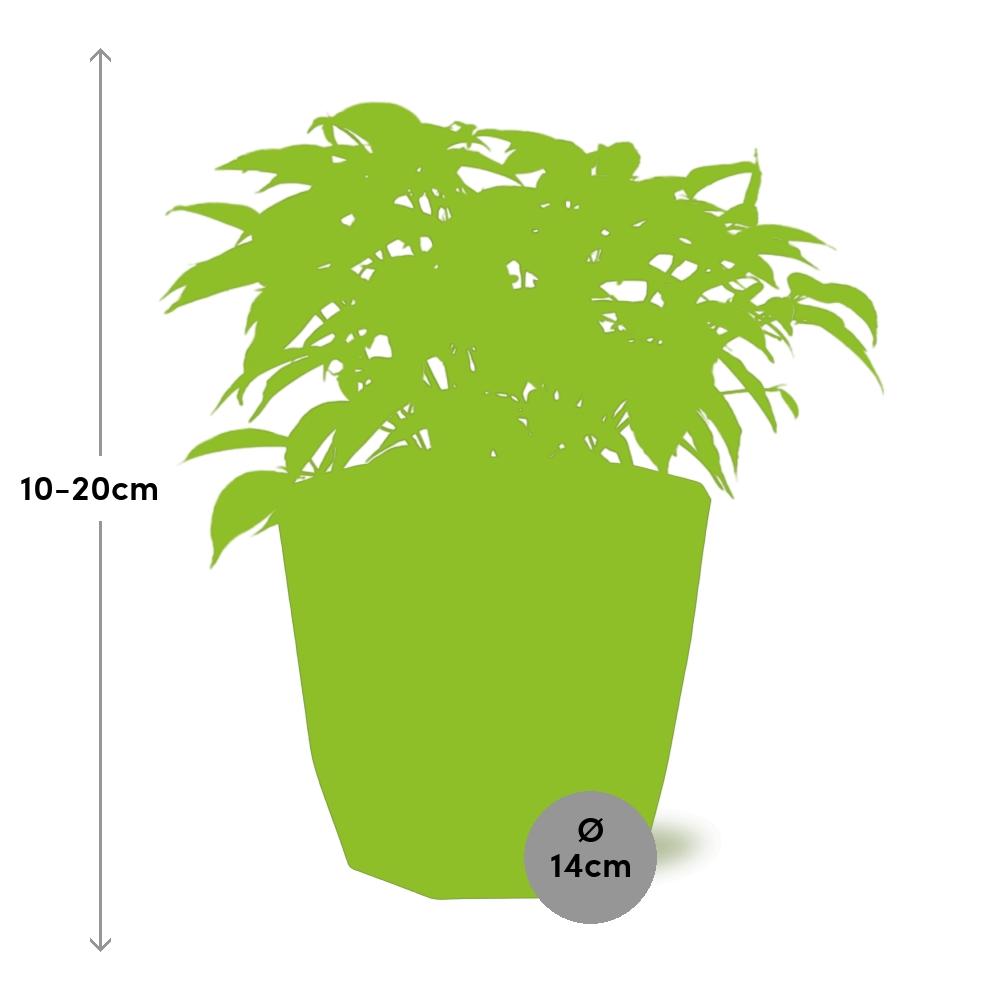 Ficus Benjamina Kinky – Stilvolle & Pflegeleichte Zimmerpflanze 14cm