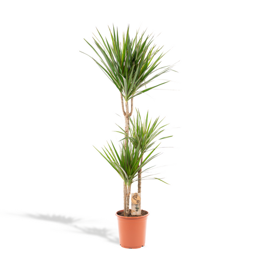 Dracaena Marginata – Pflegleichter Drachenbaum Ø21cm, 120cm hoch