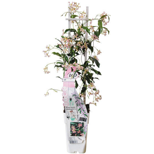Trachelospermum 'Star of Ibiza' – Toskanischer Jasmin Rosa Ø15cm