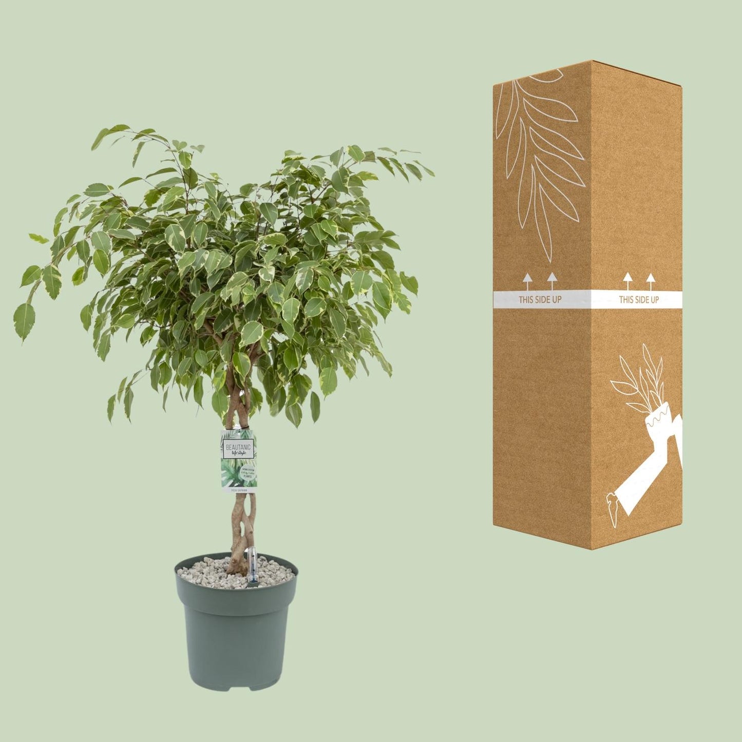 Ficus Safrana / Golden King – Pflegeleichter Zimmerbaum Ø27cm