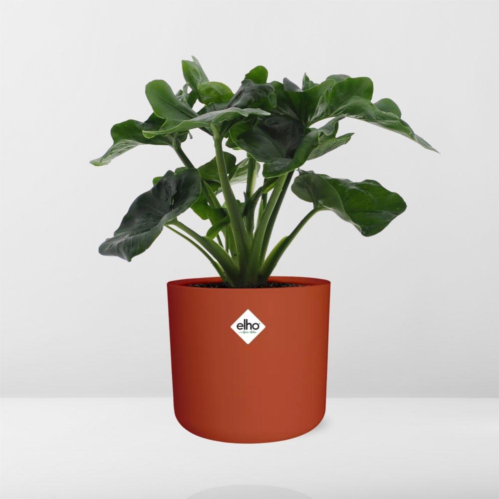 Philodendron Atom im ELHO b.for soft rond 14cm Topf brique