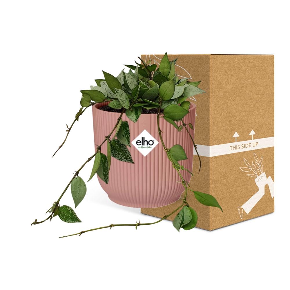 Hoya Krohniana Eskimo – Pflegeleichte Wachsblume im ELHO Vibes Fold Topf 14cm rosa