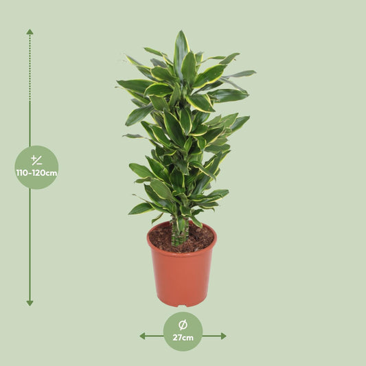 Dracaena Golden Coast – Eleganter Drachenbaum Ø27cm, 110cm hoch