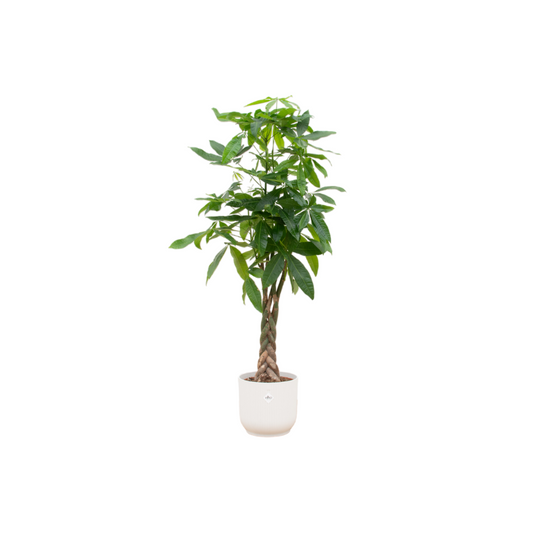 Pachira Aquatica mit elho Vibes Fold Round Ø30 – 150 cm