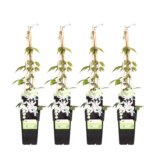 4x Clematis Montana Grandiflora - Kletterpflanze Ø15cm, 65cm hoch