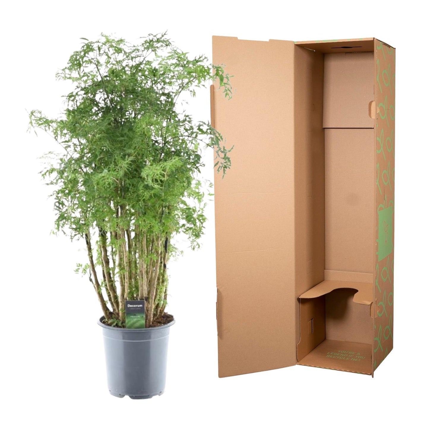 Polyscias Hawaiiana Ming – Pflegeleichter Blattschmuck 90 cm
