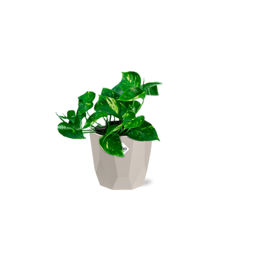 Epipremnum Pinnatum ‘Aureum’ in ELHO b.for rock 14 cm warm grey