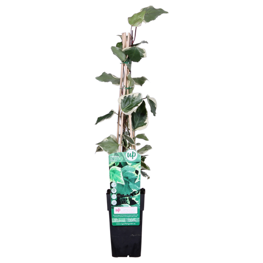 Hedera algeriensis 'Gloire de Maren' – pflegeleichte Kletterpflanze Ø15cm