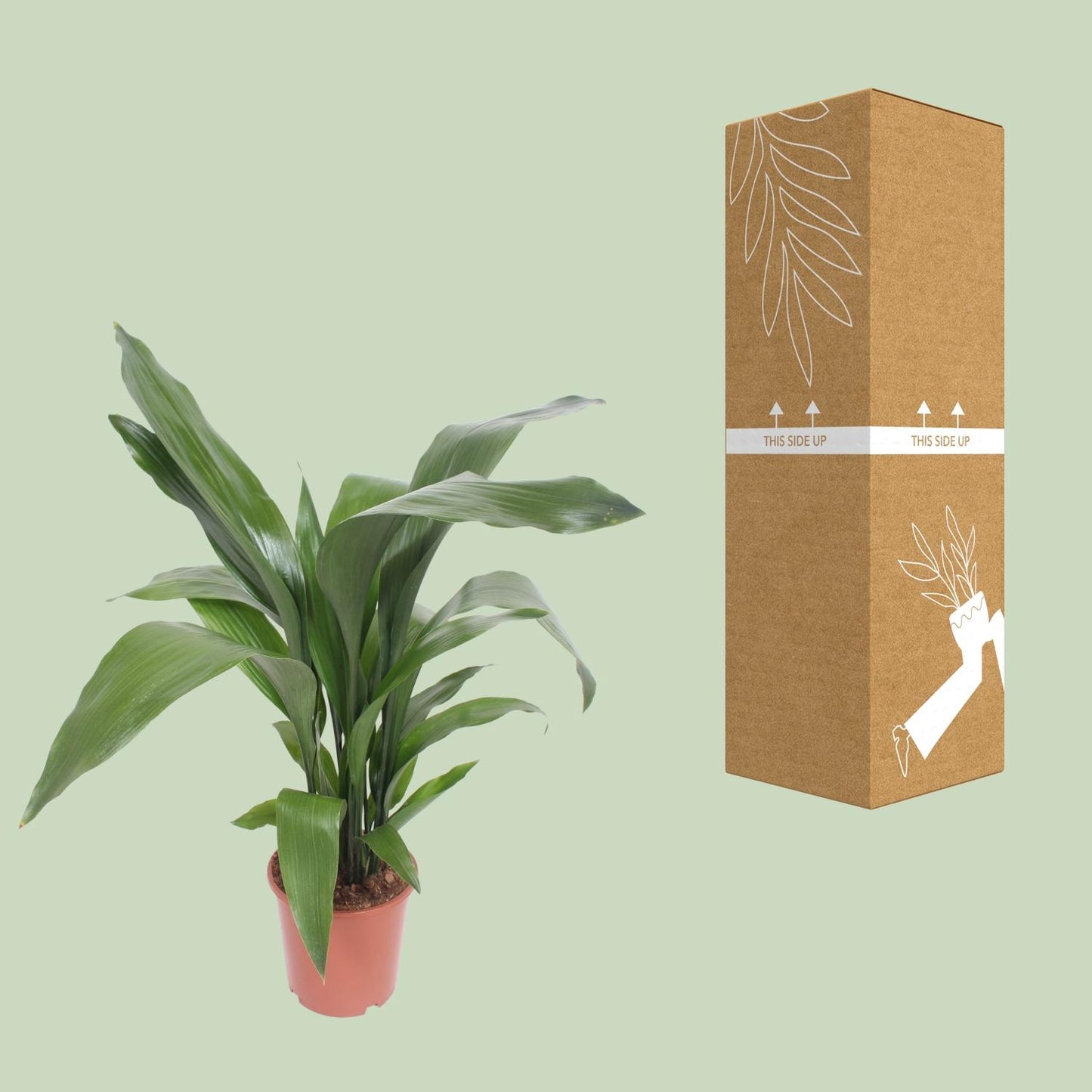 Aspidistra Elatior – Pflegeleichte Schusterpalme Ø19cm, 80cm