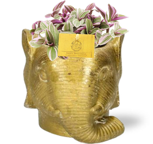 Tradescantia Sweetness im goldenen Elefanten-Topf Ø10,5cm