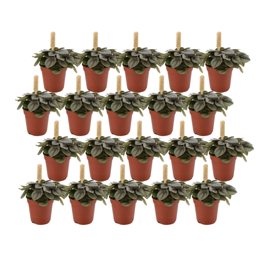 Peperomia Milano Set – 20 pflegeleichte Mini-Pflanzen Ø5,5cm