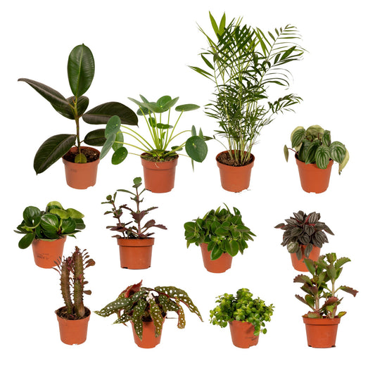 Außenseiterbox – 12er Set Ø12cm Pflanzenmix