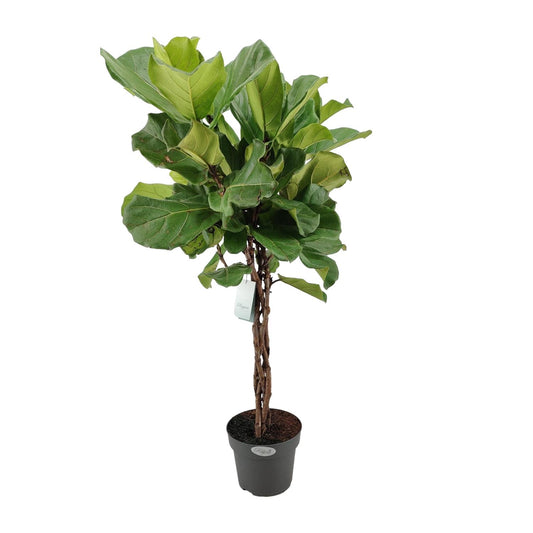 Ficus Lyrata Geflechtstamm – Ø24cm, Höhe 100cm