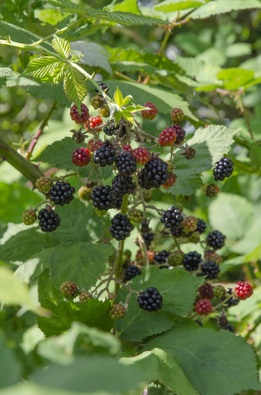 Rubus Lochness Brombeerstrauch Ø13cm, ca. 45cm hoch